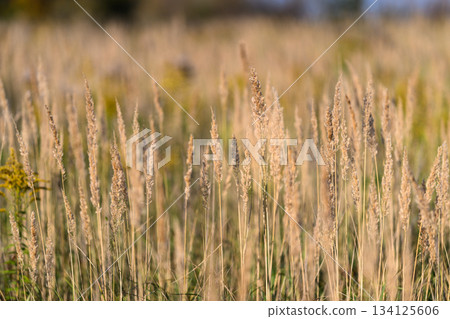 Golden Grasses Gracefully Surrounding Us in a Beautifully Sunlit Field of Lush Green Nature Golden Grasses Gracefully Surrounding Us in a Beautifully Sunlit Field of Lush Green Nature 134125606