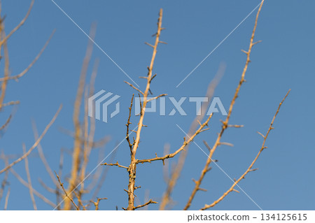 Bare branches silhouetted against a clear and bright blue sky create a striking visual 134125615
