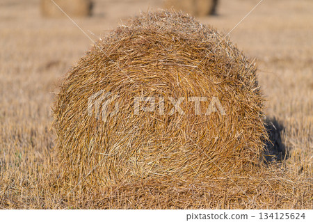 A Beautiful Golden Round Hay Bale Sitting in a Lush Field Under Bright Sunlight Shining Down A Beautiful Golden Round Hay Bale Sitting in a Lush Field Under Bright Sunlight Shining Down 134125624