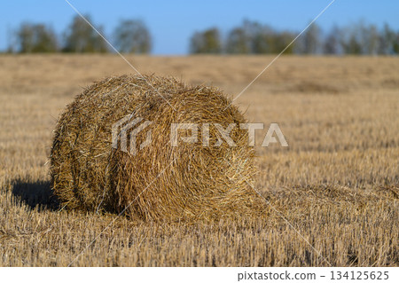 Baled straw is scattered across an open field under a clear and vibrant blue sky above Baled straw is scattered across an open field under a clear and vibrant blue sky above 134125625