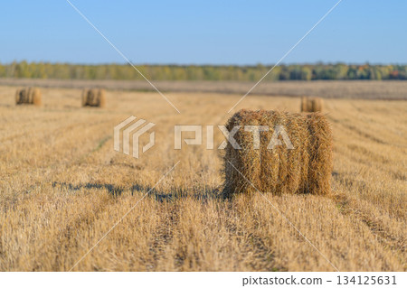 Beautifully Harvested Fields with Bales Sitting Under Clear and Bright Blue Skies Today Beautifully Harvested Fields with Bales Sitting Under Clear and Bright Blue Skies Today 134125631