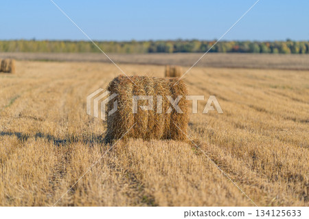 A Spacious and Expansive Golden Wheat Field with a Hay Bale Positioned Under a Clear Blue Sky 134125633