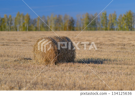 Golden Hay Bales Nestled in a Serene and Picturesque Field Landscape Filled with Natural Beauty Golden Hay Bales Nestled in a Serene and Picturesque Field Landscape Filled with Natural Beauty 134125636