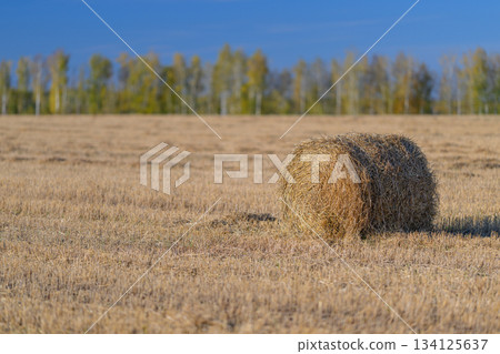 A Lonely Hay Bale Standing Out in an Open Field Beneath a Clear and Blue Sky Above A Lonely Hay Bale Standing Out in an Open Field Beneath a Clear and Blue Sky Above 134125637
