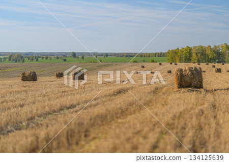 Vast Golden Fields of Hay Bales Stretching Under a Clear Blue Sky in the Countryside Vast Golden Fields of Hay Bales Stretching Under a Clear Blue Sky in the Countryside 134125639