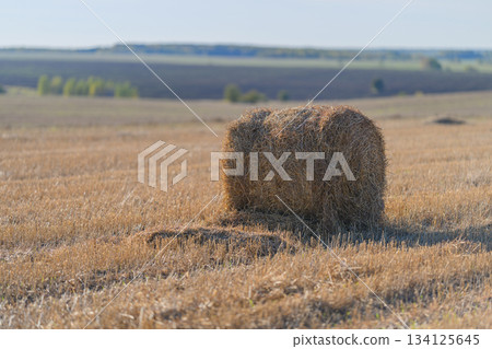 Hay Bales sitting peacefully in a Golden Field beneath a Clear Blue Sky filled with light 134125645