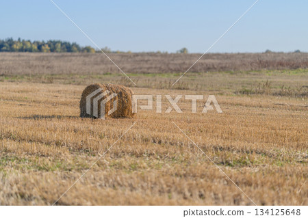 A Golden Hay Bale is Nestled Comfortably in the Beautiful Autumn Fields Under a Bright Blue Sky A Golden Hay Bale is Nestled Comfortably in the Beautiful Autumn Fields Under a Bright Blue Sky 134125648
