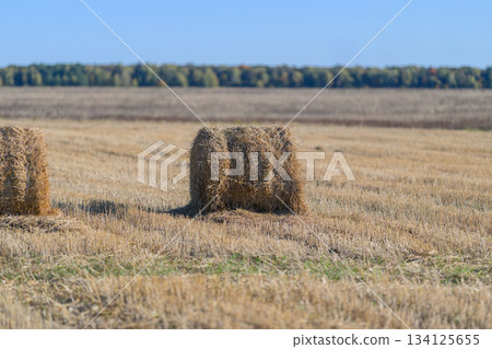 Golden Fields adorned with Hay Bales stretching beneath a Clear Blue Sky, stunning beauty 134125655