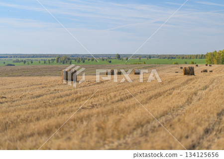 A Beautiful and Scenic Agricultural Landscape Featuring Hay Bales Spread Across a Vast Field 134125656