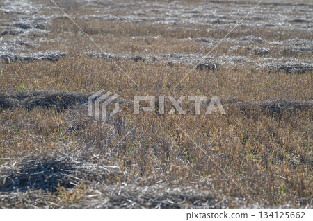 Vast and Expansive Fields of Cotton Flourishing Beneath Radiantly Clear Blue Skies 134125662