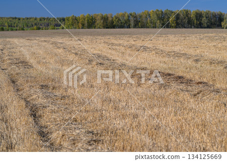 Expansive and Vast Golden Fields Stretching Out Under a Dramatic and Captivating Sky Expansive and Vast Golden Fields Stretching Out Under a Dramatic and Captivating Sky 134125669