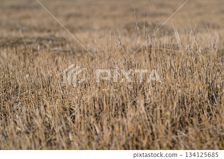 Golden Tall Grass Fields Bathed in Natural Light Reflecting the Serenity of the Outdoors Golden Tall Grass Fields Bathed in Natural Light Reflecting the Serenity of the Outdoors 134125685
