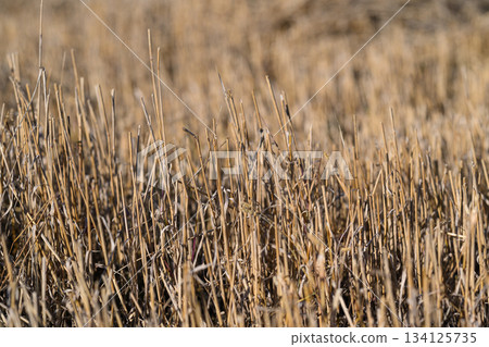 Golden Grasses Swaying Gracefully in a Serene and Picturesque Landscape of Natures Beauty Golden Grasses Swaying Gracefully in a Serene and Picturesque Landscape of Natures Beauty 134125735