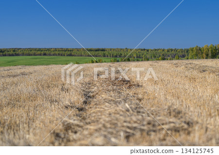 A Serene Landscape of Expansive Wheat Fields Set Beneath a Clear Blue Sky and Bright Sun A Serene Landscape of Expansive Wheat Fields Set Beneath a Clear Blue Sky and Bright Sun 134125745