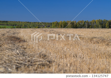 A Golden Wheat Field Stretching Out Beneath a Bright Blue Sky on a Beautiful Day 134125747