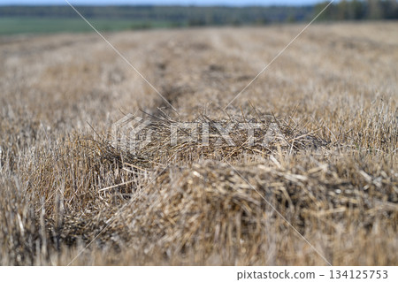 A Harvested Field of Golden Wheat Stubble, showcasing the beauty of agricultural landscapes A Harvested Field of Golden Wheat Stubble, showcasing the beauty of agricultural landscapes 134125753