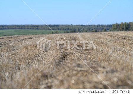 A Beautiful Golden Wheat Field Extends Under a Vast Clear Blue Sky on a Sunny Day 134125756