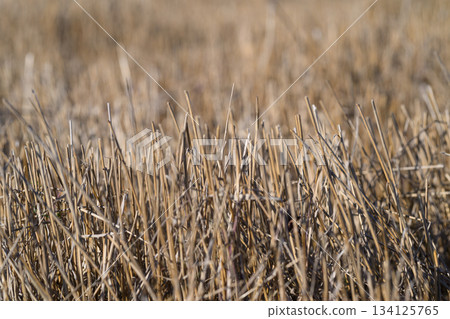 A Dried Grass Field in beautiful Autumn Light fills the landscape with warmth and beauty A Dried Grass Field in beautiful Autumn Light fills the landscape with warmth and beauty 134125765