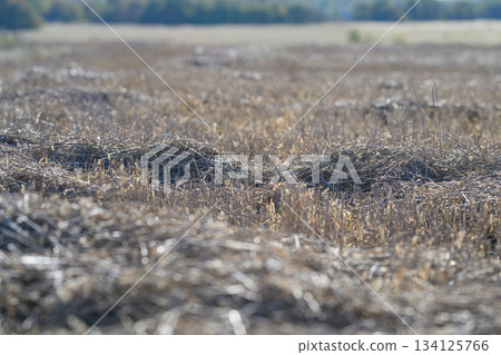Golden Field with Sunlit Stubbles After the Recent Harvest Season is Truly Beautiful Golden Field with Sunlit Stubbles After the Recent Harvest Season is Truly Beautiful 134125766