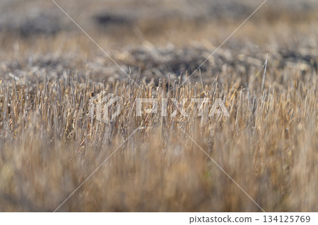 Golden Grasses in a Soft Focus landscape, showcasing the enchanting details of nature 134125769