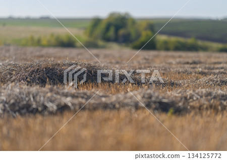 Golden Fields with Soft, Rolling Hills in the Beautiful Distance and under the Vast Sky 134125772