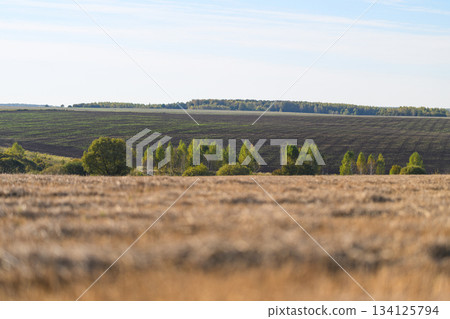 Beautiful golden fields extend towards a peaceful, lush green horizon in the distance Beautiful golden fields extend towards a peaceful, lush green horizon in the distance 134125794