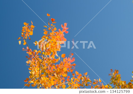 The Vibrant Autumn Leaves Shine Brightly Against a Clear and Expansive Blue Sky Above 134125799