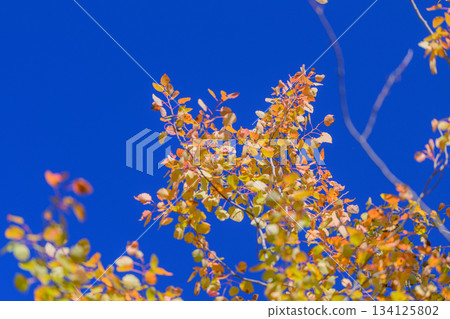 The Vibrant Autumn Leaves in Various Beautiful Shades are Set Against a Stunning Clear Blue Sky 134125802