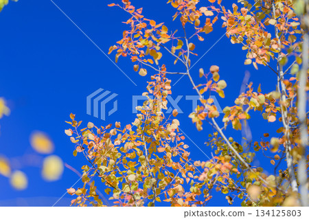 Gorgeous and vibrant autumn foliage contrasts beautifully against a clear blue sky overhead Gorgeous and vibrant autumn foliage contrasts beautifully against a clear blue sky overhead 134125803