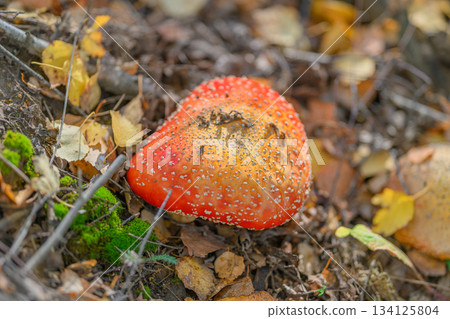 A Vibrant Red Mushroom Growing Deep Within the Forest, Surrounded by a Rich Natural Background 134125804