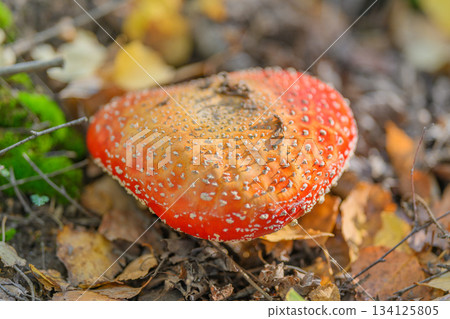 Vibrant and EyeCatching Red Mushroom Flourishing in Natures Beautiful Embrace and Habitat Vibrant and EyeCatching Red Mushroom Flourishing in Natures Beautiful Embrace and Habitat 134125805