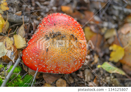 A vibrant red mushroom thrives on the forest floor amidst the lush and colorful surroundings A vibrant red mushroom thrives on the forest floor amidst the lush and colorful surroundings 134125807