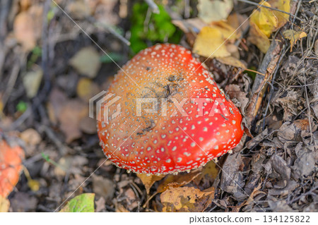 A Vibrant Red Mushroom Found in the Lush Green Forest During the Beautiful Autumn Season A Vibrant Red Mushroom Found in the Lush Green Forest During the Beautiful Autumn Season 134125822