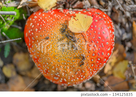 A Vibrant Red Mushroom Surrounded by Colorful Autumn Leaves Spreading Beauty All Around 134125835