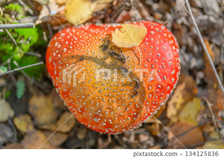 A Vibrant Red Mushroom Exhibiting Unique Features Found in Its Natural Habitat Environment A Vibrant Red Mushroom Exhibiting Unique Features Found in Its Natural Habitat Environment 134125836