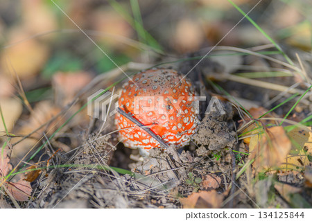 A Vibrant Red Mushroom is Beautifully Emerging from the Forest Floor, Captivating All Around A Vibrant Red Mushroom is Beautifully Emerging from the Forest Floor, Captivating All Around 134125844