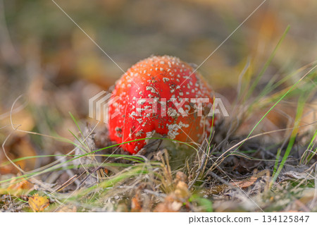 A Vibrant Red Mushroom Found Widely in the Heart of Natures Beautiful Landscape 134125847