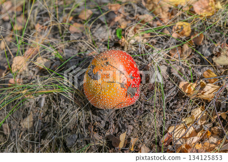 The Vibrant Red Mushroom Thrives in Its Natural Habitat Surrounded by Diverse Flora and Fauna The Vibrant Red Mushroom Thrives in Its Natural Habitat Surrounded by Diverse Flora and Fauna 134125853
