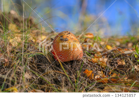 A Vibrant Mushroom Emerging Beautifully from the Lush Forest Floor in Autumn Colors 134125857