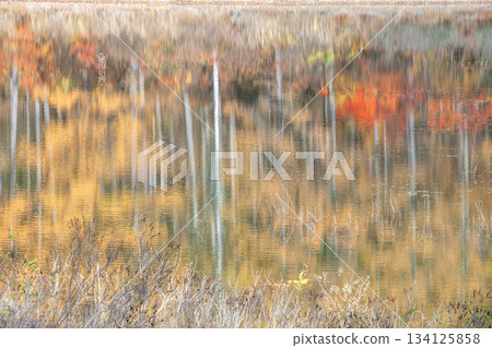 秋季荒沼縣立森林 134125858