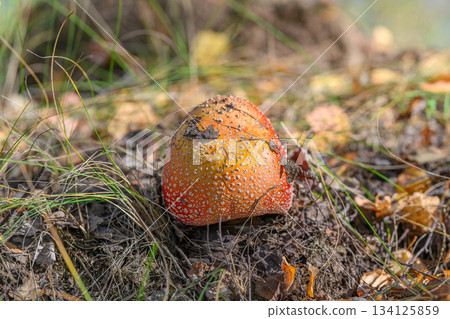 A Vibrant and Striking Red Mushroom Grows Amidst Colorful Autumn Leaves and Grass 134125859