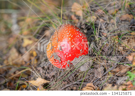 A Vibrant Red Mushroom Resides Among Fallen Leaves in a Beautiful Forest Setting A Vibrant Red Mushroom Resides Among Fallen Leaves in a Beautiful Forest Setting 134125871