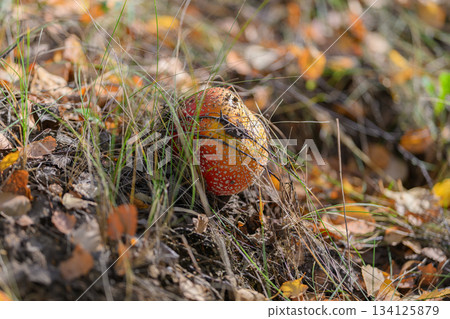 A Beautiful Vibrant Mushroom Surrounded by Colorful Autumn Leaves in a Tranquil Forest A Beautiful Vibrant Mushroom Surrounded by Colorful Autumn Leaves in a Tranquil Forest 134125879