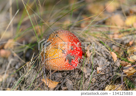 A Beautiful and Colorful Vibrant Red Mushroom Found in Its Natural Habitat Outdoors Today A Beautiful and Colorful Vibrant Red Mushroom Found in Its Natural Habitat Outdoors Today 134125883