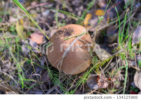 Beautiful Mushroom Discovered on the Forest Floor Surrounded by Grass and Leaves 134125900