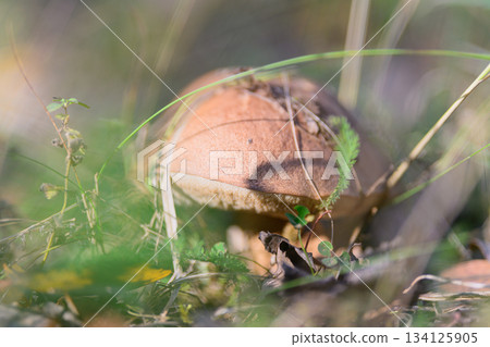 A CloseUp View of a Vibrant Mushroom Present in Its Natural Habitat Surrounded by Grass A CloseUp View of a Vibrant Mushroom Present in Its Natural Habitat Surrounded by Grass 134125905