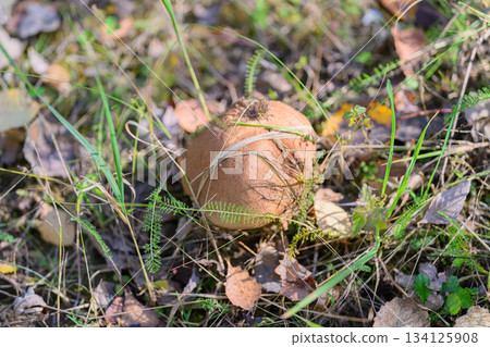 A Beautiful Brown Mushroom Nestled Gracefully in Lush Greenery and Vibrant Nature A Beautiful Brown Mushroom Nestled Gracefully in Lush Greenery and Vibrant Nature 134125908