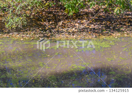 A serene and tranquil pond adorned with lush greenery and vibrant algae reflecting its beauty 134125915