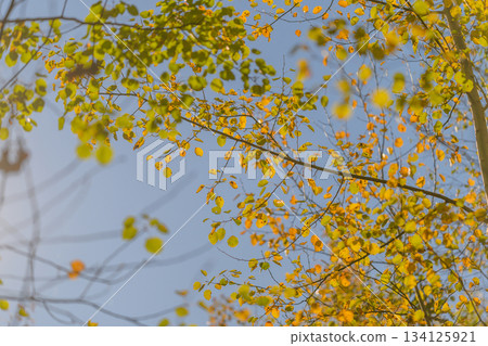 The Beautiful Autumn Leaves That Dance Against the Clear Blue Sky Creating a Stunning View The Beautiful Autumn Leaves That Dance Against the Clear Blue Sky Creating a Stunning View 134125921