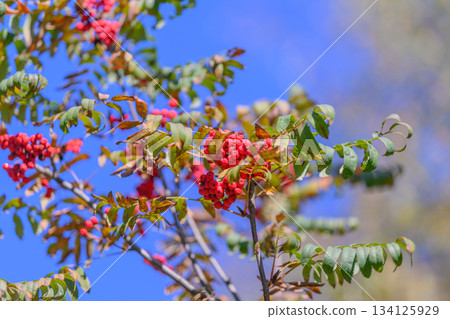 Vibrant red berries are beautifully displayed on a tree branch beneath a clear blue sky Vibrant red berries are beautifully displayed on a tree branch beneath a clear blue sky 134125929